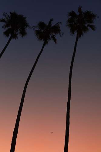 palm tree coconut trees tree